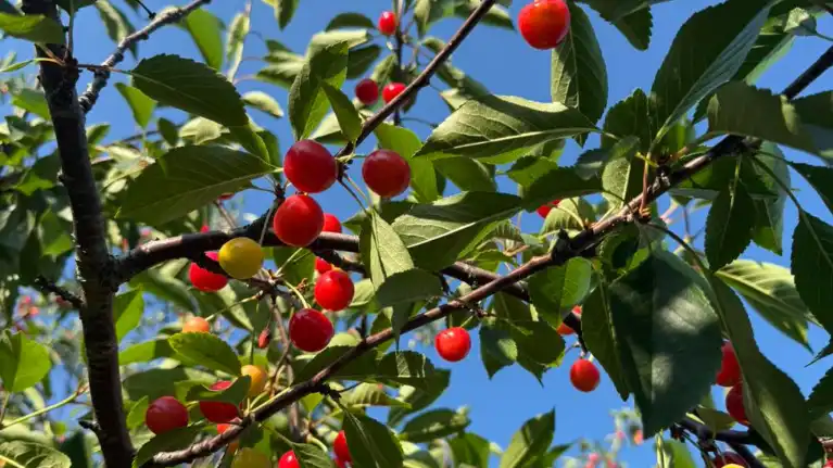 Seaquist Orchards Farm Market