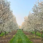 Seaquist Orchards Farm Market