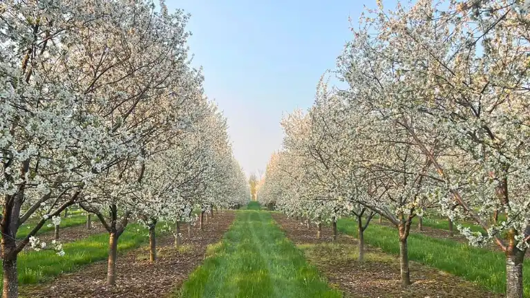 Seaquist Orchards Farm Market
