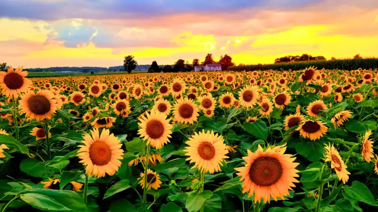 Skelly's Farm Market