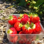 Skelly's Farm Market