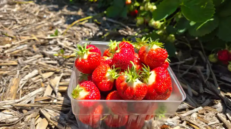 Skelly's Farm Market