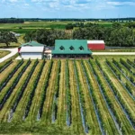 Spirits of Norway Vineyard