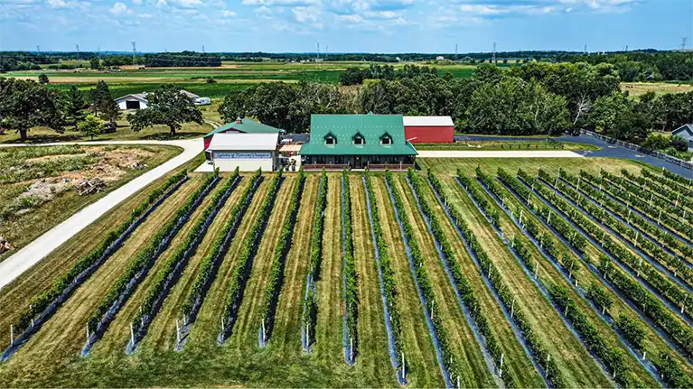 Spirits of Norway Vineyard