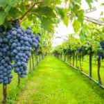 Spirits of Norway Vineyard