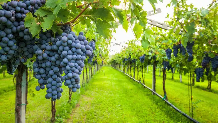 Spirits of Norway Vineyard