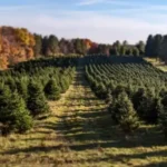 Summers Christmas Tree Farm