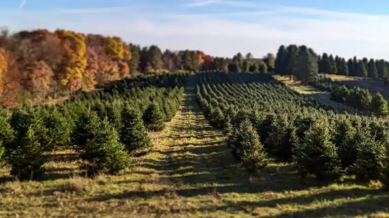 Summers Christmas Tree Farm