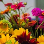 Sunnyside Dreams Farm