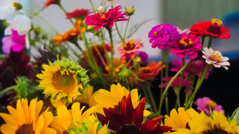 Sunnyside Dreams Farm