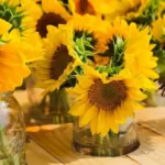 Sunnyside Dreams Farm