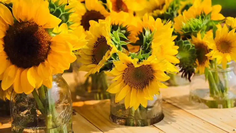 Sunnyside Dreams Farm