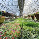 Tender Shoots Garden & Greenhouse LLC