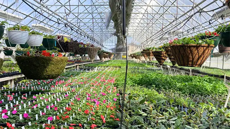 Tender Shoots Garden & Greenhouse LLC