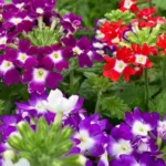 Tender Shoots Garden & Greenhouse LLC