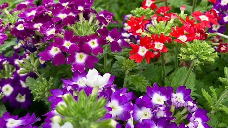 Tender Shoots Garden & Greenhouse LLC