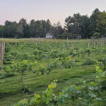 Two Bees A Bud Flower Farm 150x150