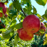 Visit Sheboygan 1 150x150