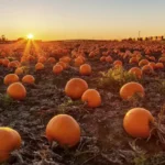 Waldvogel's Pumpkin Farm