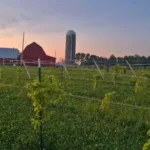 Wolf and Fox Winery at Woelfel Homestead