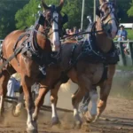 St. Croix County Fair, Inc.