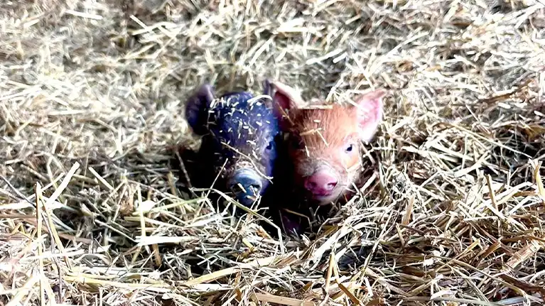 Fever Hill Farmstead