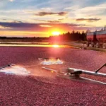 Lake Nokomis Cranberries