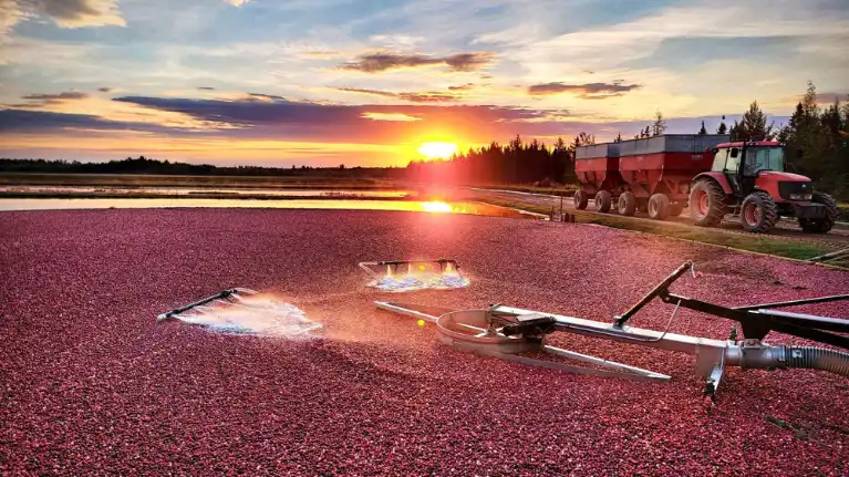 Lake Nokomis Cranberries