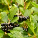 Narrows Creek Garden