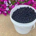 Narrows Creek Garden