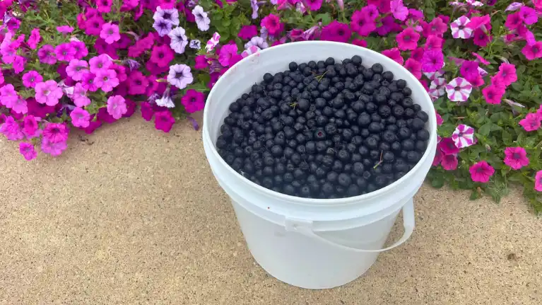 Narrows Creek Garden