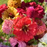 ShadyLadyAcres 150x150