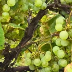 Shakin' Rock Vineyard and Winery