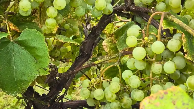 Shakin' Rock Vineyard and Winery