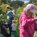 Shakin' Rock Vineyard and Winery