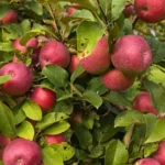 Sunset Valley Orchard