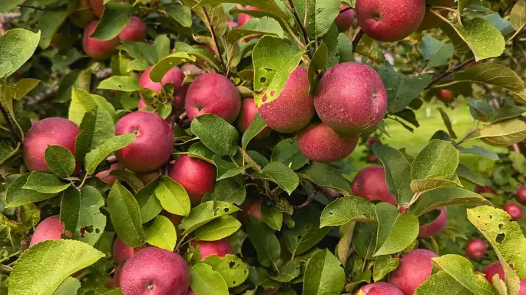 Sunset Valley Orchard
