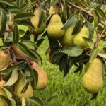 Sunset Valley Orchard