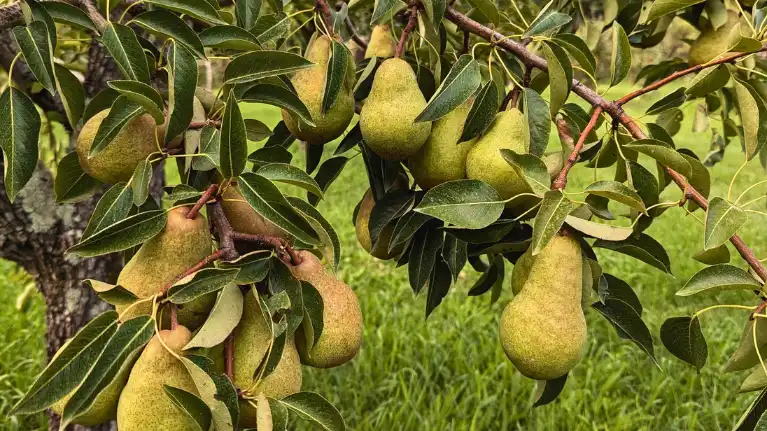 Sunset Valley Orchard