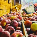 Sunset Valley Orchard