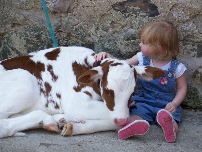 little girl w.calf  768x576