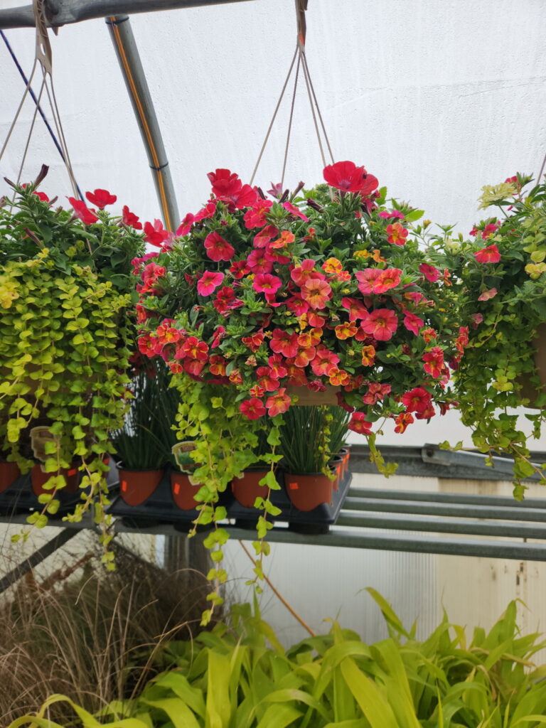 1682577061753854060 768x1024