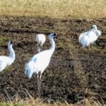 Castle Rock Petenwell Lakes Association