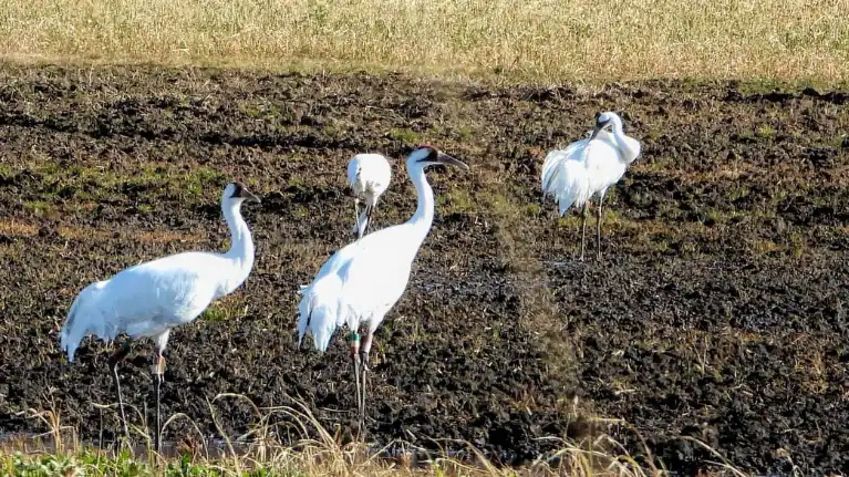 Castle Rock Petenwell Lakes Association