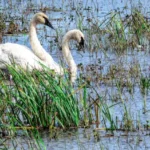 Castle Rock Petenwell Lakes Association