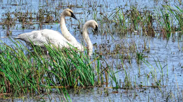Castle Rock Petenwell Lakes Association
