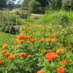 Glory & Grace Flower Farm Glory & Grace Flower Farm