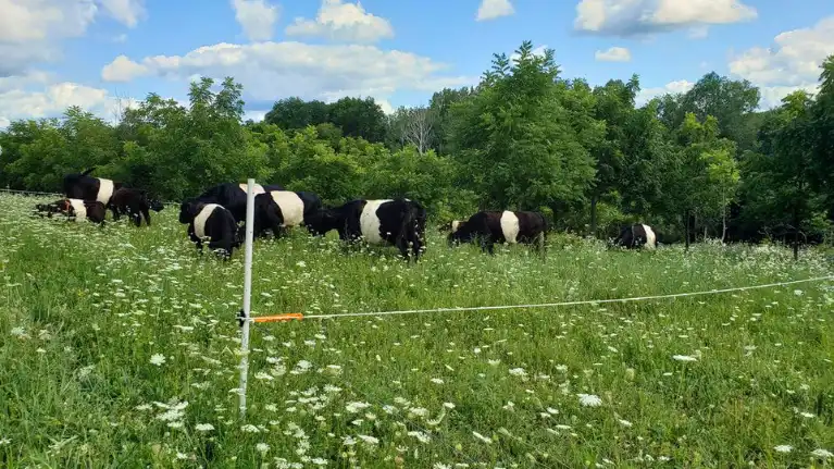Mary's Organic Farm