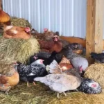 Mary's Organic Farm