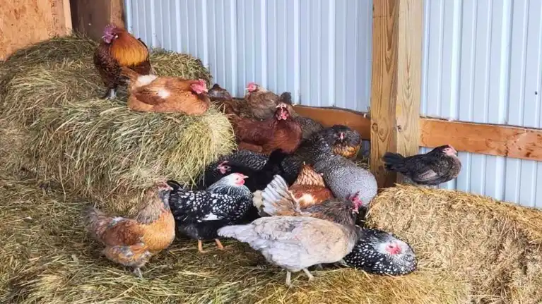 Mary's Organic Farm